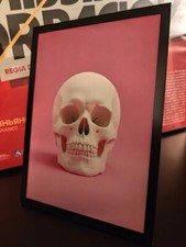 Quadro teschio su sfondo rosa. Completo di cornice.