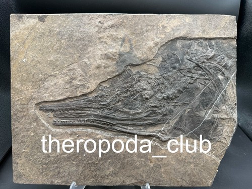 Disponibile mixosaurus 38 - mixosaurus,