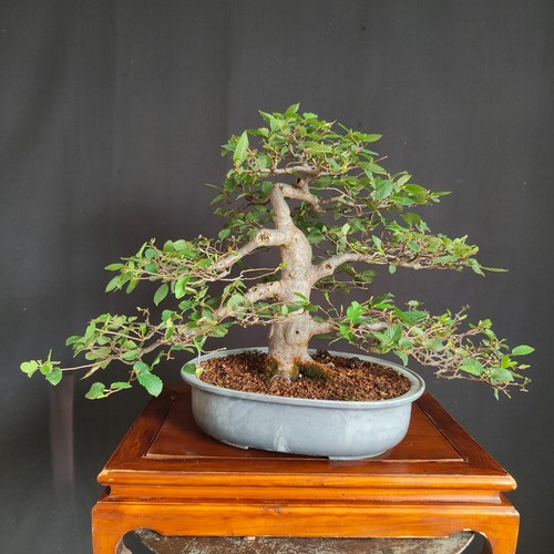 Bonsai carpino bianco - carpino,
