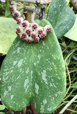 Hoya Kerrii Splash Rara –