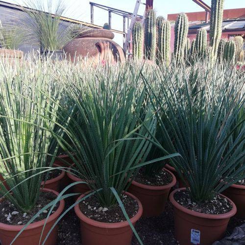 Dasylirion serratifolium - , –