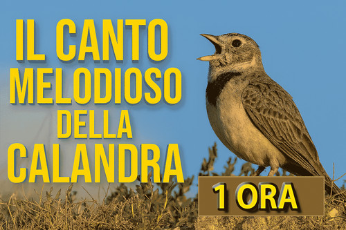 Canto della calandra - canto,