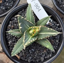 Agave titanota werewolf