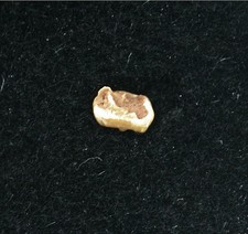 Dente di Eocene di Necrolemur