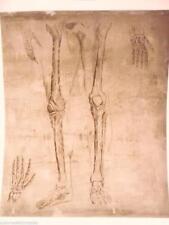 Antica lastra matrice zinco litografie corpo umano modello anatomico 4 skull