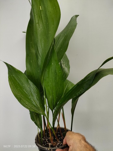 Aspidistra elatior hoshi - aspidistra, 'hoshi