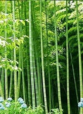 10 semi di BAMBU' ARUNDINACEA BAMBÙ + OMAGGIO