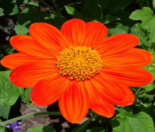 Girasole torcia messicana - torcia,