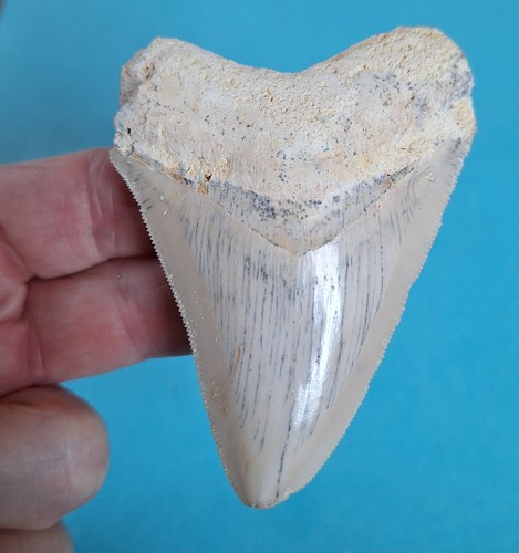 Fossile dente bianco di - di,