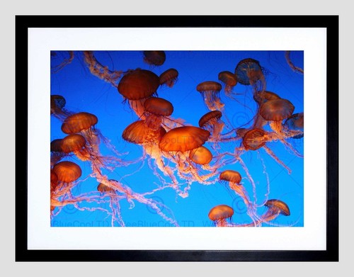 85409 meduse subacquee - subacquee, rosso