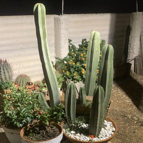 Cereus cactus colonnare - cereus,