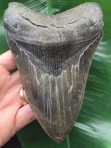 Dente affilato massiccio - , del