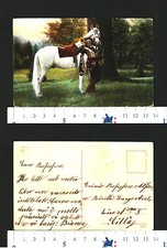 MOSCHETTIERE CHE SUONA TROMBA AFFIANCO A CAVALLO BIANCO NEL BOSCO - 27801