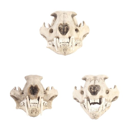 Testa scheletro del cranio - scheletro,