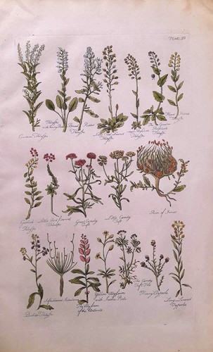Stampa antica botanica erbario - antica,