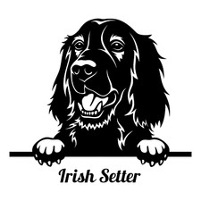 Adesivo Setter rosso irlandese