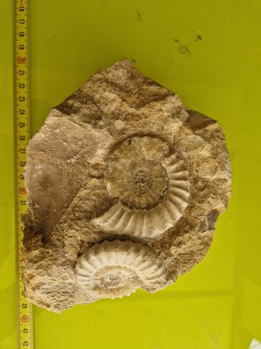Fossili ammoniti graferberg - fossili,