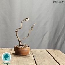 Bonsai Chaenomeles Japonica