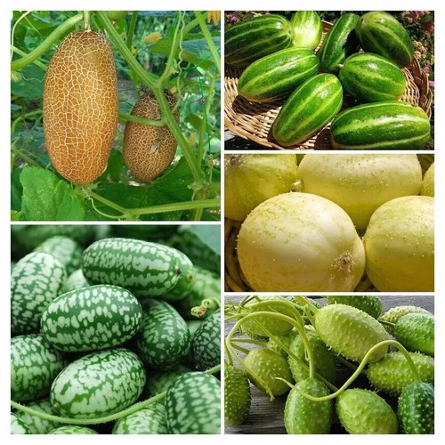 Semi cetriolo mix 75 - semi, mix,