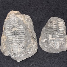 Esemplare fossile #134