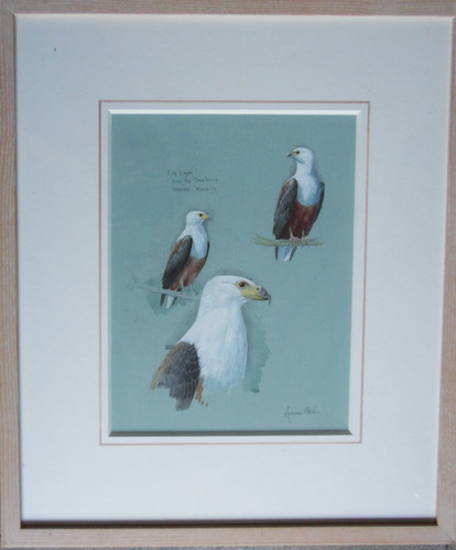 Studi sull aquila pesce - studi, sull'aquila