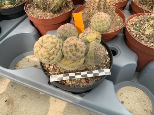 073 tephrocactus geometricus - 073,