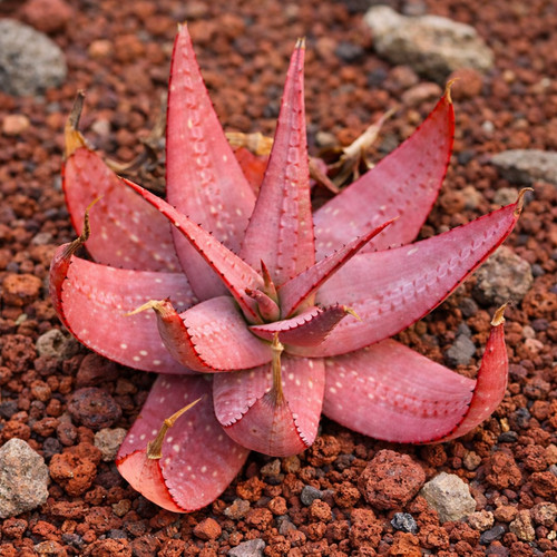 Aloe microstigma seeds - aloe,