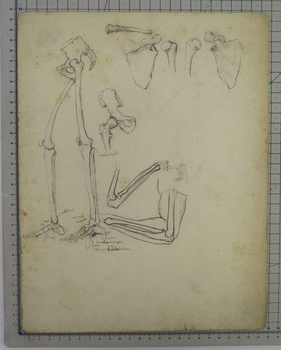Disegno anatomico antico - anatomico, con