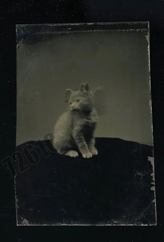 Magnifico gattino 1860 - magnifico,