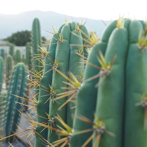 Cactus legale torcia - cactus,