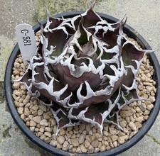 Vendita raro cactus agave
