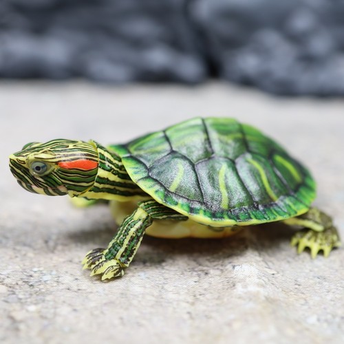 Bandai gashapon trachemys - bandai,