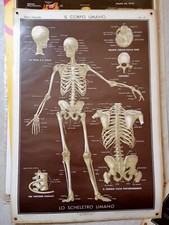 POSTER DI ANATOMIA SCHELETRO UMANO ANNI '40 MEDICINA GOMMATA
