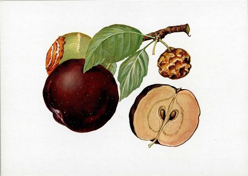 10141537 marciume da frutto - da,