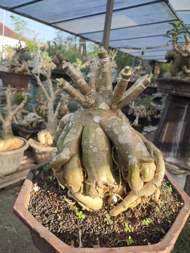 Radici polpo adenium - adenium,