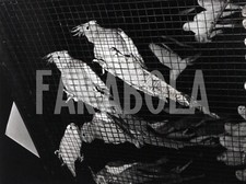 Foto vintage Francia