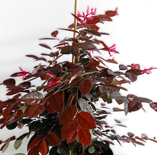 Fiore cinghia loropetalum - cinghia,