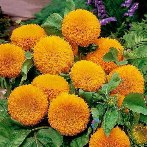 100 semi girasole orsacchiotto - semi,