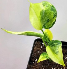 Monstera Electrolight