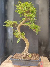 Bonsai olmo cinese h - ,