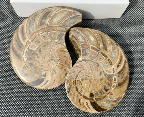 Polished nautilus pair - polished,