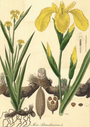 Sumpf schwertlilie iris - sumpf-schwertlilie-,