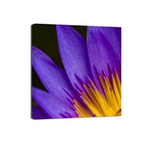 Canvashop Quadri moderni