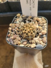 Discocactus bahiensis ssp