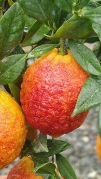 Pianta limone rosso in - di,