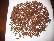 25 SEMI PALMA WASHINGTONIA ROBUSTA ( RACCOLTA 2025)