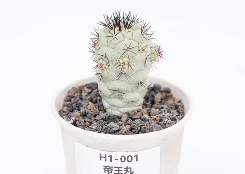 Vaso cm ortegocactus - 7,8,