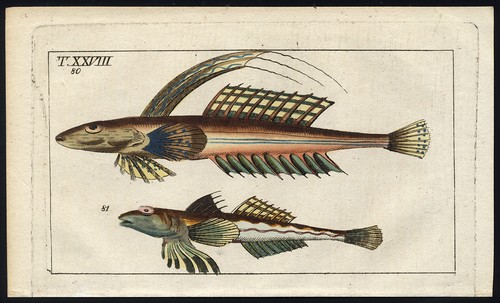 Stampa antica dragonetto - stampa, antica-dragonetto