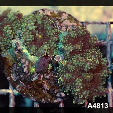 Item#A4813IN4813(M) WYSIWYG