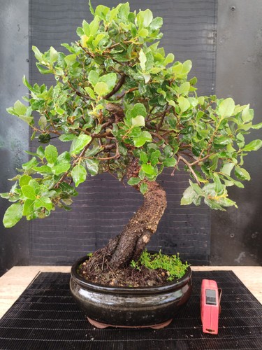 Bonsai quercia sughero h - da,